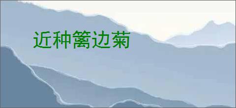 近种篱边菊