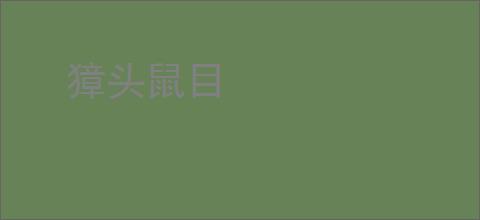 獐头鼠目